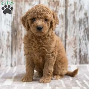 Kylie, Mini Labradoodle Puppy